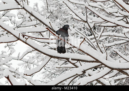 Pigeon est assis sur l'arbre enneigé en hiver Banque D'Images