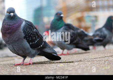 Groupe de pigeons (Columba livia domestica) assis sur les pavés en face de bâtiments floue à Berlin Banque D'Images