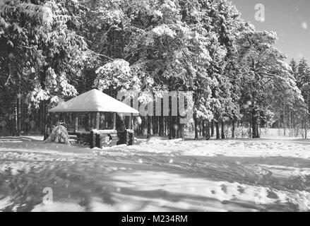 Gazebo en bois monochrome en forêt en hiver journée ensoleillée Banque D'Images