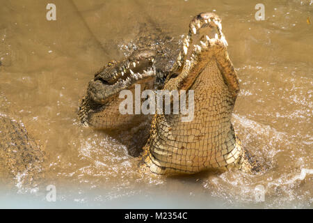 Nilkrokodile Fütterung der, La Vanille Nature Park, rivière des anguilles, Ile Maurice, Afrika | Alimentation des crocodiles du Nil, La Vanille Nature Pa Banque D'Images