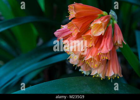 Clivia lumineux orange Lily Kaffir en fleurs jardin lumière sombre Banque D'Images