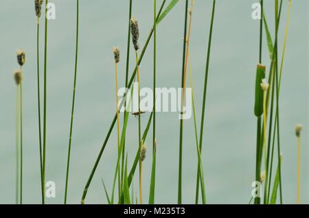 Un lac rempli de mauvaises herbes vertes et queues de chat avec une sauterelle en appui sur l'un des tiges hautes Banque D'Images