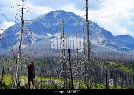 Un incendie de forêt brûle dans de nombreux glaciers, loin à l'intérieur de la Montana Mountain pass Banque D'Images