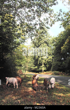 Les porcs en quête de glands dans dans le Bolderwood Parc national New Forest, Hampshire, Angleterre Banque D'Images