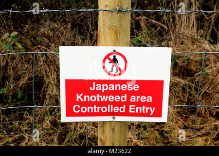 Zone contenant la renouée japonaise avec aucun signe d'avertissement d'entrée Banque D'Images