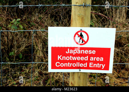 Zone contenant la renouée japonaise avec aucun signe d'avertissement d'entrée Banque D'Images