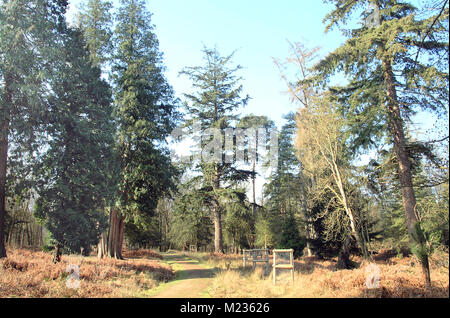 Pine Tree en Bolderwood Parc national New Forest, Hampshire, Angleterre Banque D'Images