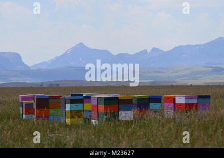 Un groupe de ruches d'abeilles colorés, s'asseoir dans un champ d'agriculteurs avec une superbe vue sur la montagne dans la distance Banque D'Images