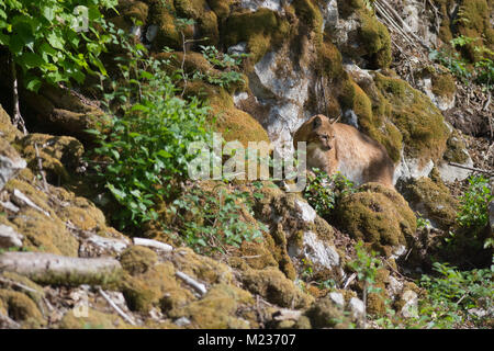 Lynx du nord Banque D'Images