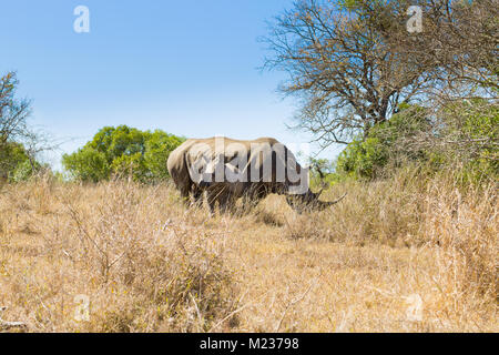 Rhinocéros blanc femelle avec chiot, à partir de Hluhluwe-Imfolozi Park, Afrique du Sud. La faune africaine. Ceratotherium simum Banque D'Images