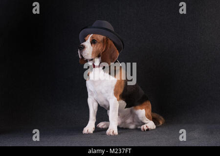 Deux drôles de chiens bouledogue français et Chihuahua à Santa suit isolated on white Banque D'Images