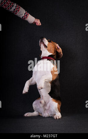 Deux drôles de chiens bouledogue français et Chihuahua à Santa suit isolated on white Banque D'Images