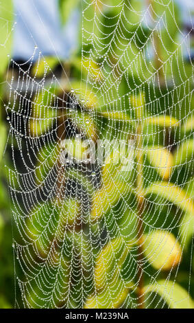 Détail de l'araignée à rosée, des perles de pluie. Belle texture ornée de Spider web avec des gouttes d'eau et de verdure à l'arrière-plan flou. Banque D'Images