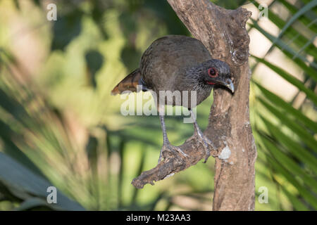 Plain Chachalaca dans les jardins botaniques de Vallarta, Jalisco, Mexique Banque D'Images