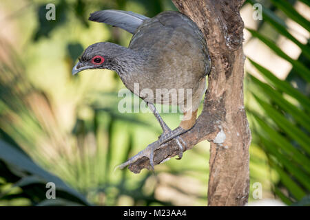 Plain Chachalaca dans les jardins botaniques de Vallarta, Jalisco, Mexique Banque D'Images