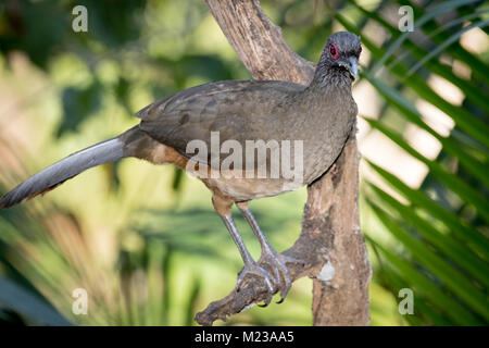 Plain Chachalaca dans les jardins botaniques de Vallarta, Jalisco, Mexique Banque D'Images