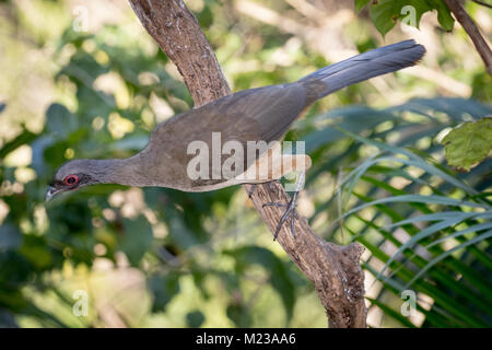 Plain Chachalaca dans les jardins botaniques de Vallarta, Jalisco, Mexique Banque D'Images