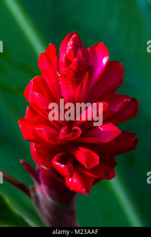 Close up of a wild red ginger bloom in tropical Costa Rica Banque D'Images