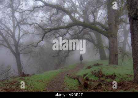 Femme portant veste noire marche sur un sentier dans les bois, parmi les arbres de chêne sans feuilles le brouillard iwinter de Californie vallée centrale ; Banque D'Images