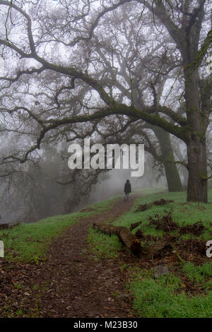 Femme portant veste noire marche sur un sentier dans les bois, parmi les arbres de chêne sans feuilles le brouillard iwinter de Californie vallée centrale ; Banque D'Images