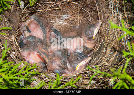 Merle noir (Turdus merula) les nouveau-nés Banque D'Images