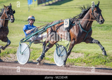 Race Driver faisceau Björn Goop préparer un cheval pour une course. Björn Goop a remporté Prix d'amerique 2018 considérée comme la plus grande course au monde. Banque D'Images