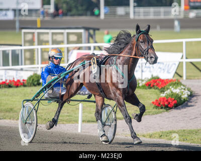 Race Driver faisceau Björn Goop préparer un cheval pour une course. Björn Goop a remporté Prix d'amerique 2018 considérée comme la plus grande course au monde. Banque D'Images