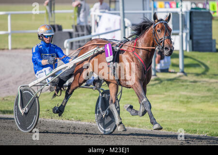 Race Driver faisceau Björn Goop préparer un cheval pour une course. Björn Goop a remporté Prix d'amerique 2018 considérée comme la plus grande course au monde. Banque D'Images