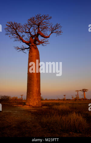 Baobab - Adansonia grandidieri, côte ouest de Madagascar. Billet Madagascar. Jours fériés. Arbre emblématique. Banque D'Images