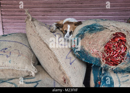 Let Sleeping Dogs Lie, chien en haut de chiles dans le Khari Baoli Spice Market, Old Delhi, Inde Banque D'Images