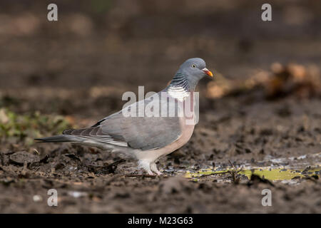 Pigeon ramier (Columba palumbus) sur le point de prendre un verre dans une flaque forestiers. Banque D'Images