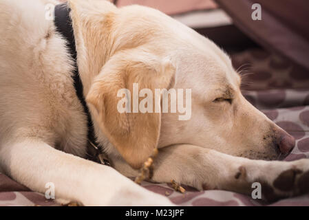 Labrador retriever endormis. Banque D'Images