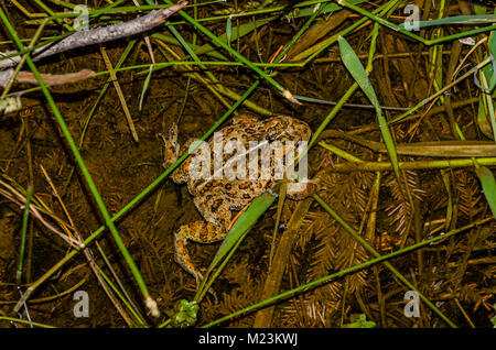 Crapaud de l'Ouest Banque D'Images