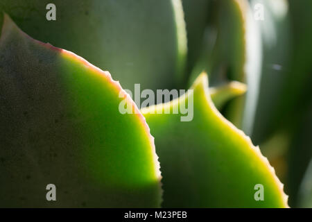 Un plan macro de soleil à travers les feuilles de la succulentes Aeonium arborium, détail de bord de lame dentelée Banque D'Images