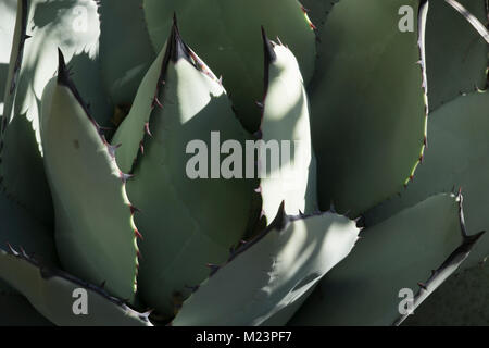 C'est une Agave parryi, originaire de l'Arizona, du Nouveau Mexique, et le nord du Mexique, et plus communément cultivées pour les jardins secs. Banque D'Images