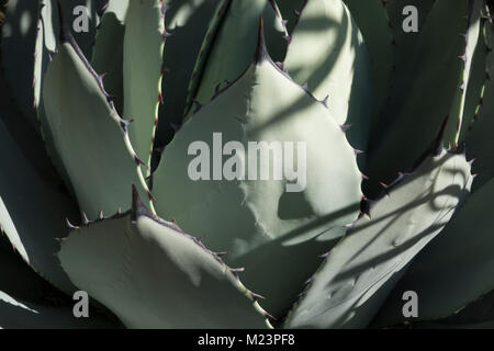 C'est une Agave parryi, originaire de l'Arizona, du Nouveau Mexique, et le nord du Mexique, et plus communément cultivées pour les jardins secs. Banque D'Images