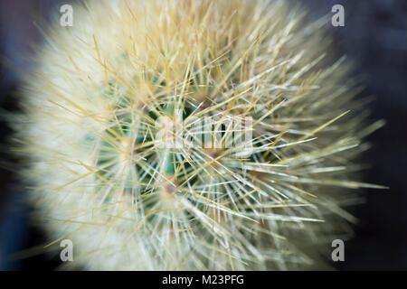 À partir d'un plan macro, la serre des cactus, des feux d'un Haageocereus épines denses sp. de cactus du Pérou. Banque D'Images