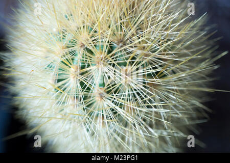 À partir d'un plan macro, la serre des cactus, des feux d'un Haageocereus épines denses sp. de cactus du Pérou. Banque D'Images