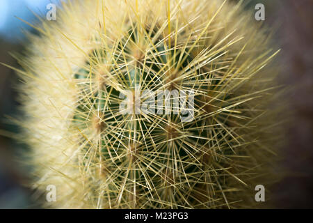 À partir d'un plan macro, la serre des cactus, des feux d'un Haageocereus épines denses sp. de cactus du Pérou. Banque D'Images