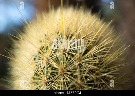 À partir d'un plan macro, la serre des cactus, des feux d'un Haageocereus épines denses sp. de cactus du Pérou. Banque D'Images