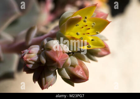 Libre d'une floraison Echeveria multicaulis, ou des feuilles de cuivre echeveria. Fleur est inférieure à 1cm / un demi-pouce. Banque D'Images