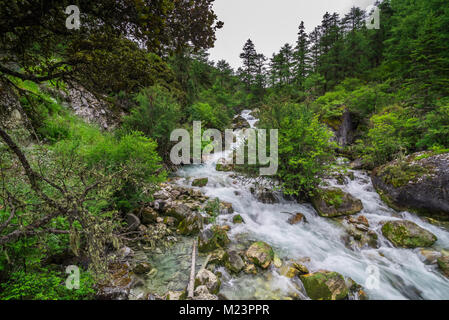 Belle nature de ruisseau et forêt en niveau national réserver Daocheng Yading La province de Sichuan, Chine Banque D'Images