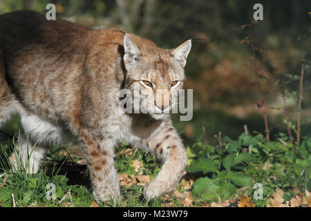 Un lynx dans la faune protégée de Civitella Alfedena Banque D'Images