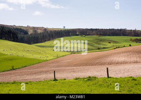 Domaines de cultures et pâturages à moutons s'asseoir sur le paysage vallonné des collines du Dorset Downs à Black Down près de Dorchester. Banque D'Images