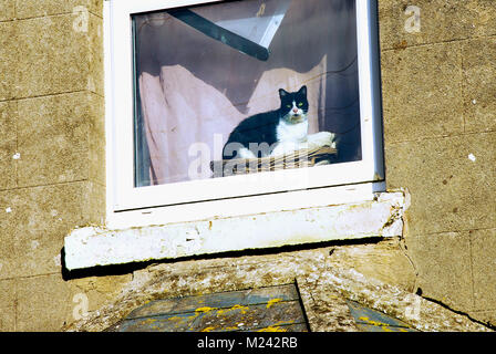 Plage de Chesil, Dorset. 4 février 2018 - Un chat de Portland dans le soleil baigne l'intérieur sur un rebord de fenêtre à l'étage, sur une journée froide mais ensoleillée bitingly pour Dorset Crédit : Stuart fretwell/Alamy Live News Banque D'Images