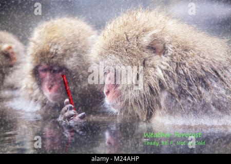 Le singe à l'aide de la mise à jour internet navigation sur smartphone social media Banque D'Images