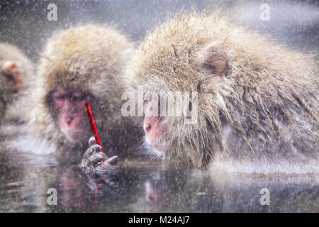 Le singe à l'aide de la mise à jour internet navigation sur smartphone social media Banque D'Images