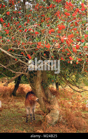 Poneys New Forest sous un arbre couvert de fruits, Hampshire, Angleterre Banque D'Images