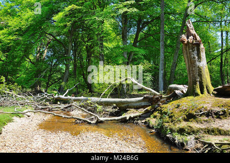 New Forest Stream dans le Hampshire en Angleterre Banque D'Images