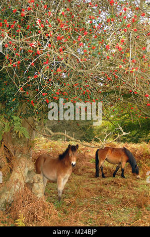 Poneys New Forest sous un arbre couvert de fruits, Hampshire, Angleterre Banque D'Images